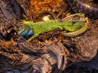 Smaragdeidechsen Pärchen